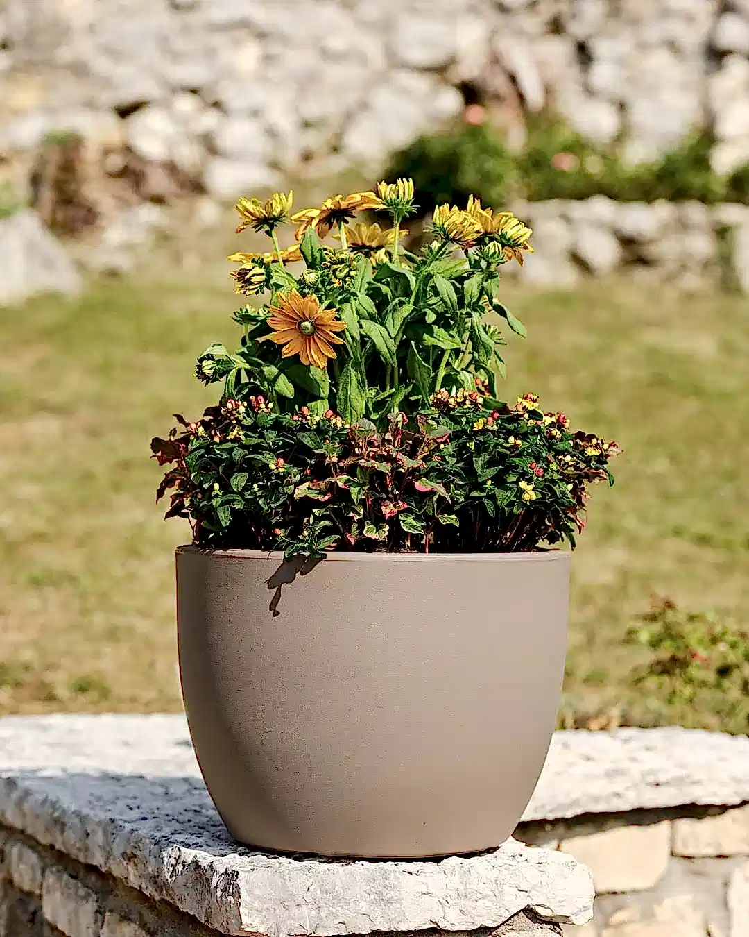 Ares 70 Plastik Saksı Kapuçino