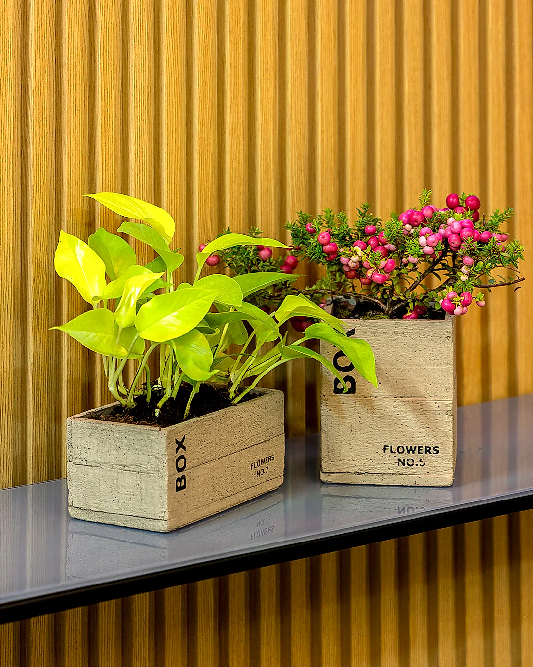 Clota Saksı 2'li Set