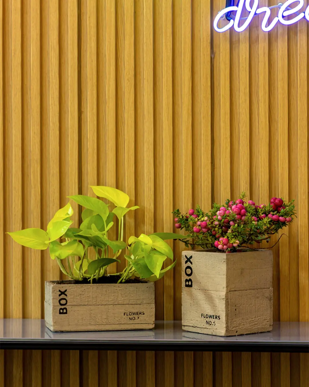 Clota Saksı 2'li Set