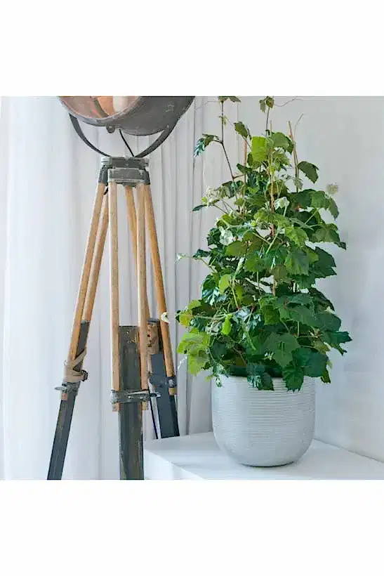 Cody M, Light Grey Saksı