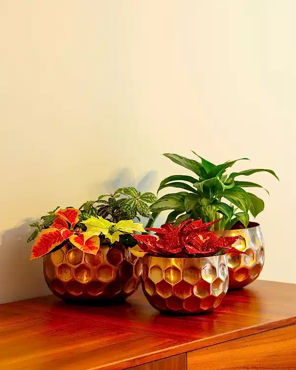 Cuivre Metal Saksı Büyük Boy Bronz