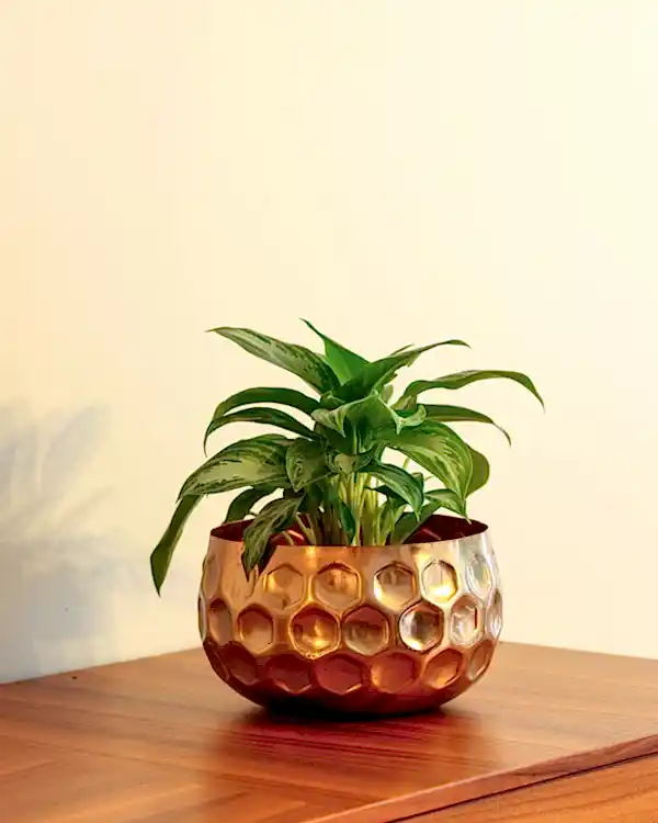 Cuivre Metal Saksı Büyük Boy Bronz