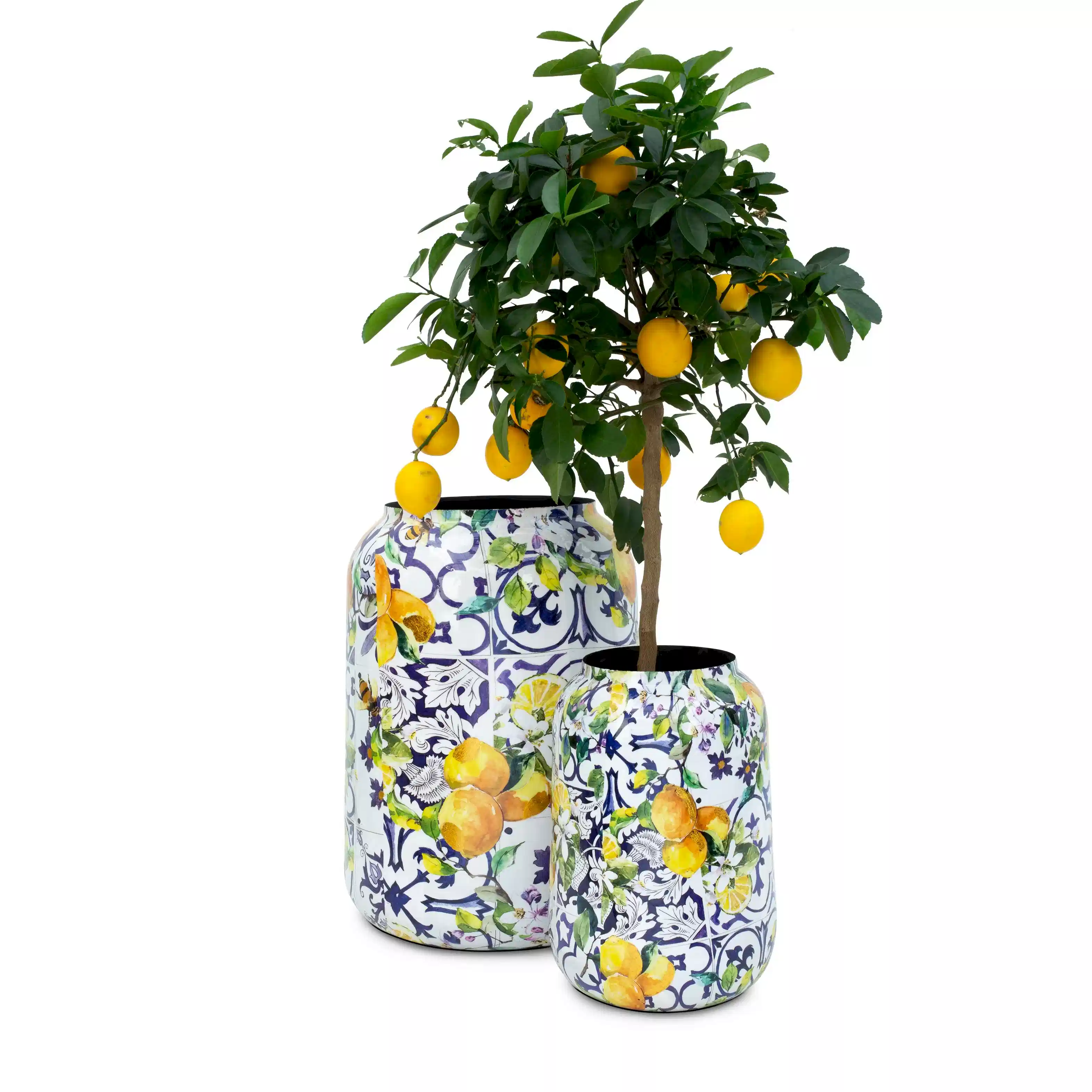 Lemon Fusion XL Saksı