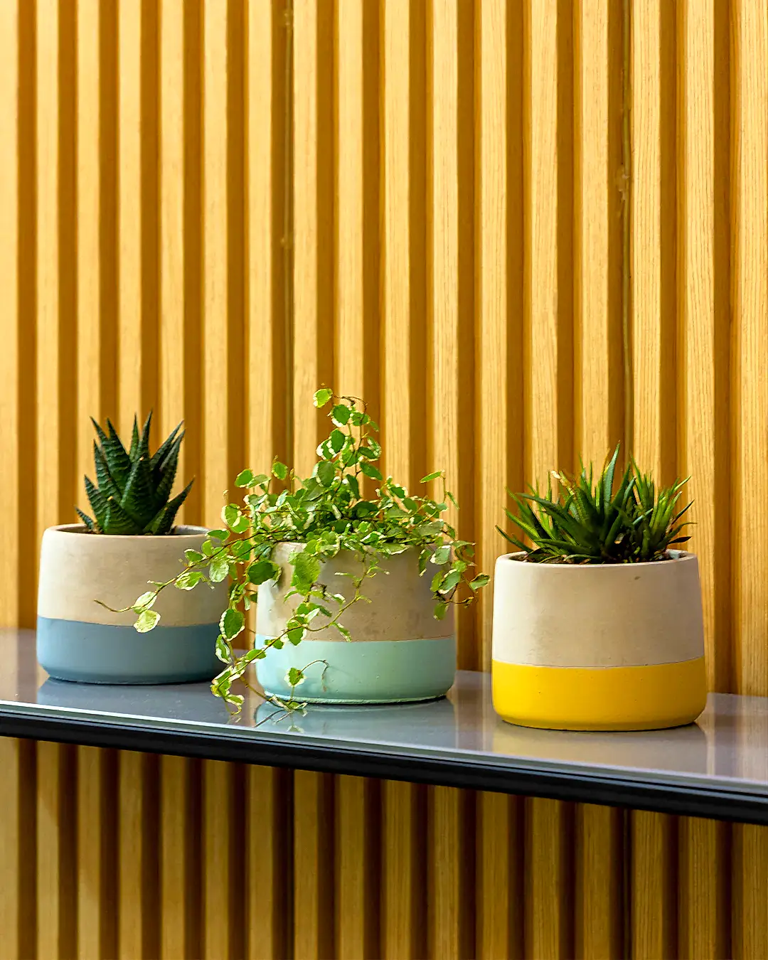 Lenus Beton Saksı 3'lü Set