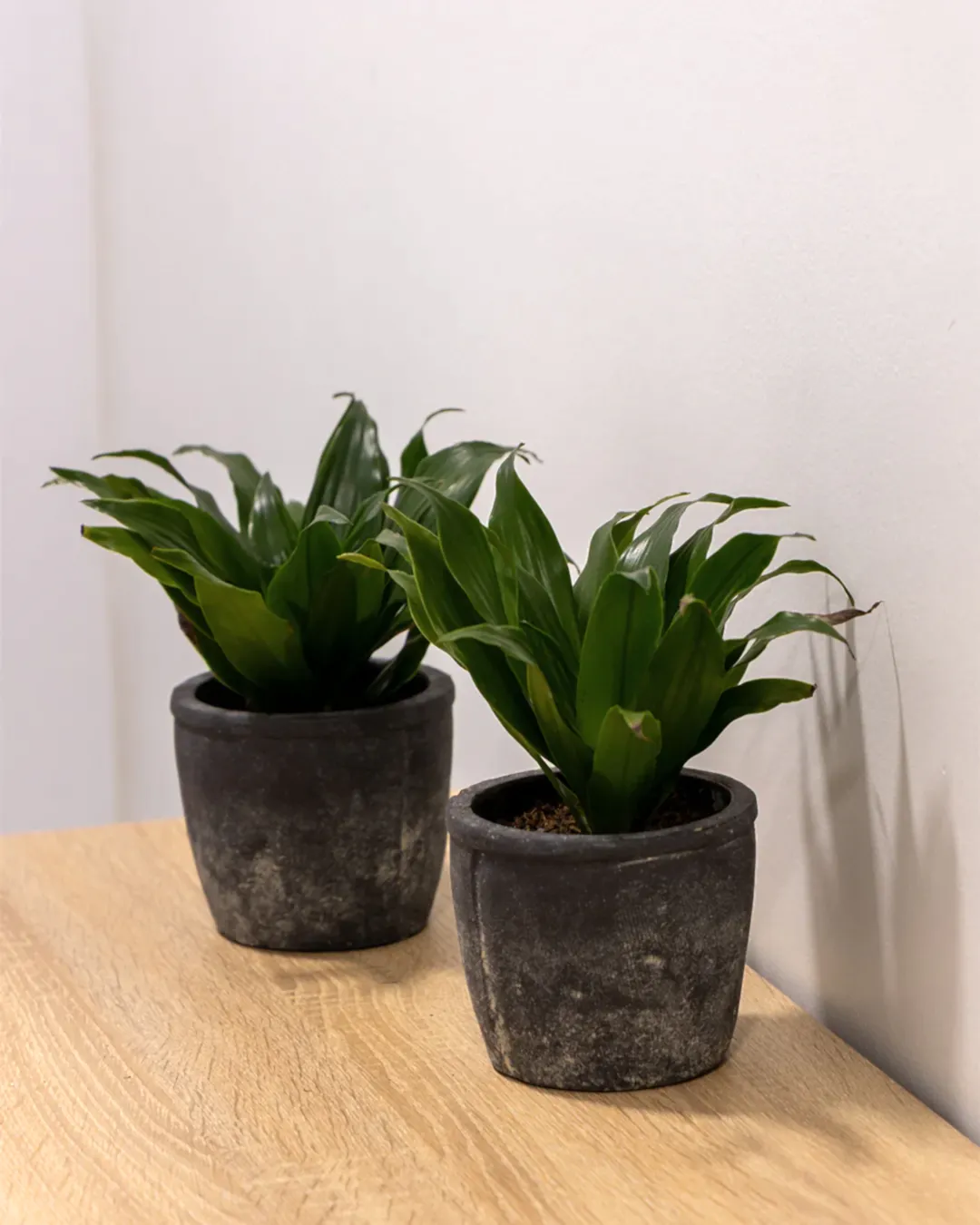 Olven Saksı Antrasit 2'li Set