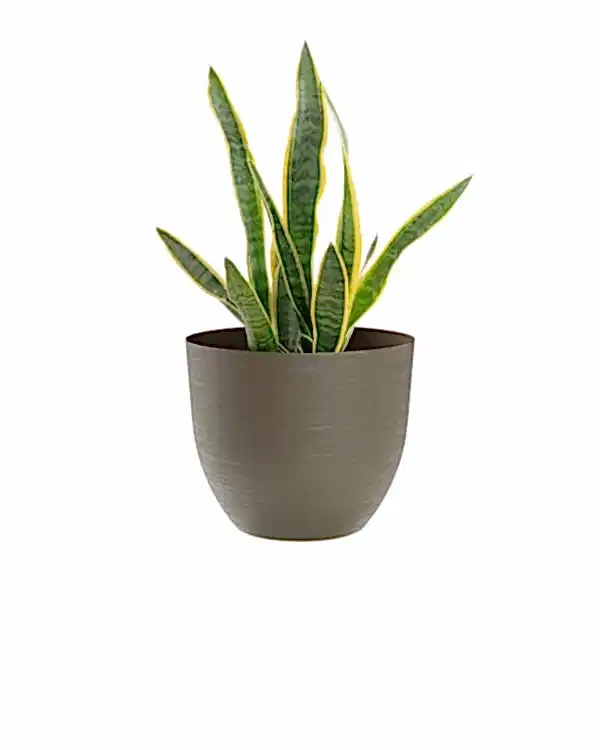 Over 38 Bej Plastik&nbsp;Akıllı&nbsp;Saksı