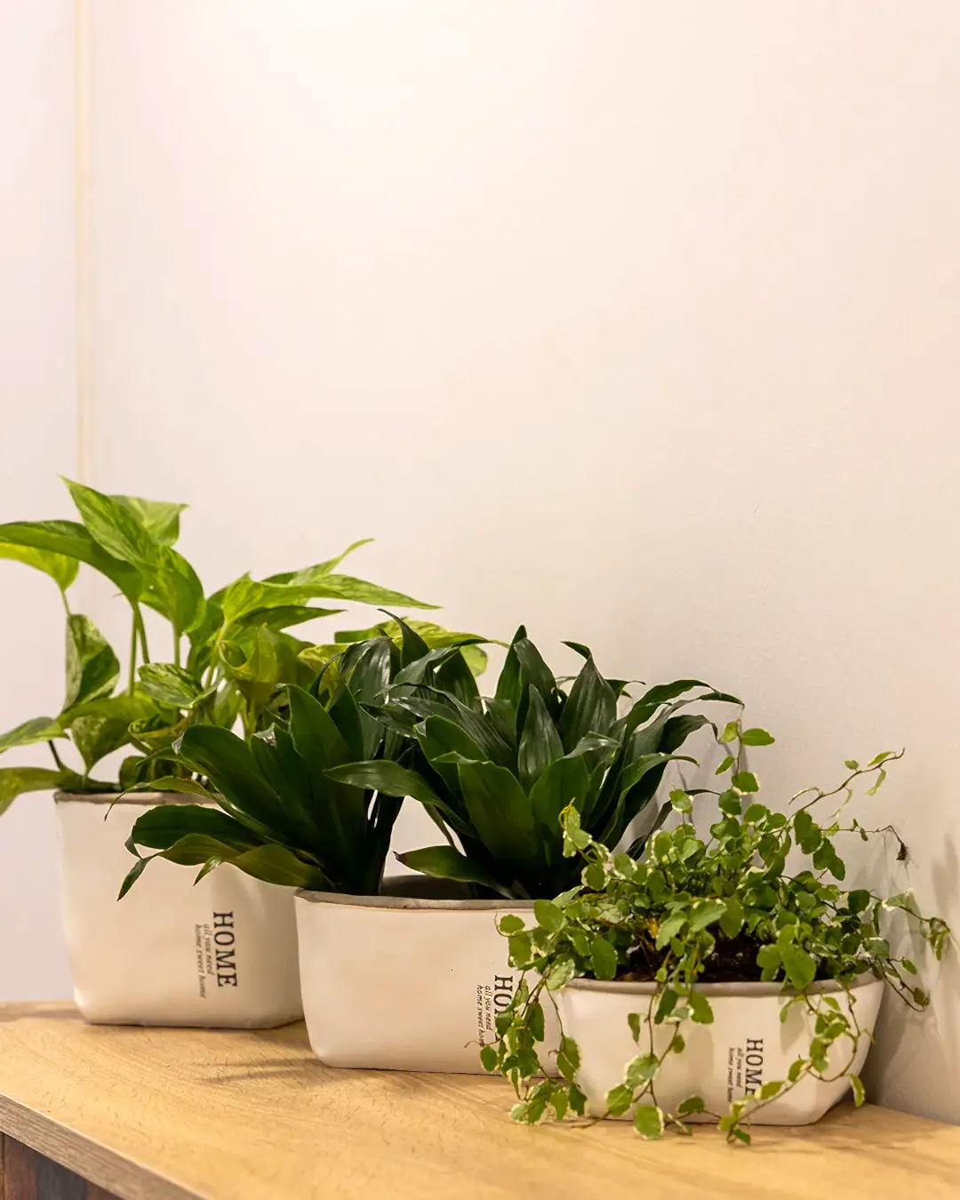 Rosmerta Saksı 4'lü Set